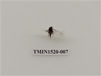 藏品(同翅目(二))的圖片